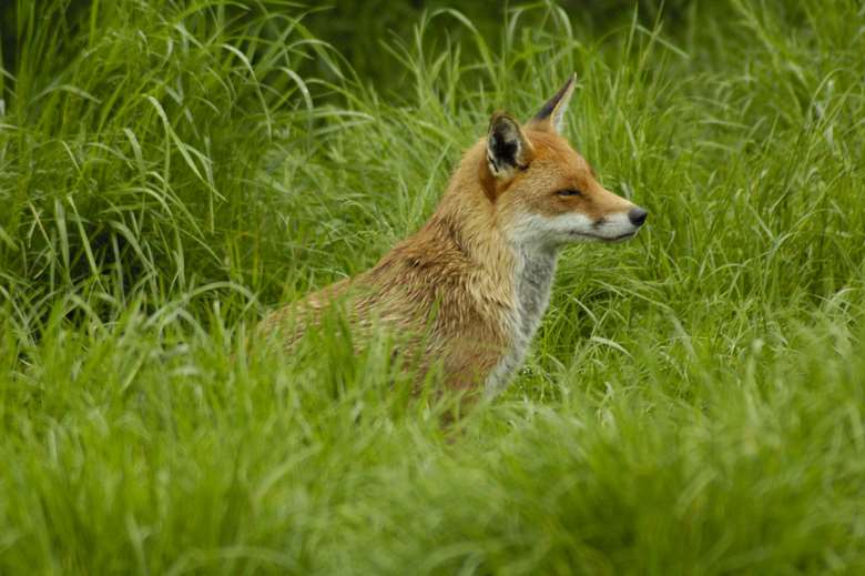 The Conservative Party wants fox hunting to form part of the National Citizen Service from 2016. Picture: Morguefile