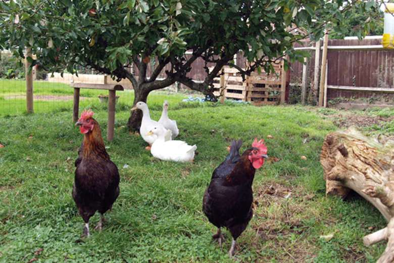 Ducks and chickens roam ARC’s rurally located homes