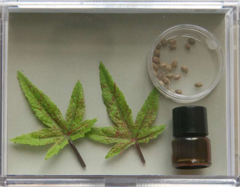 Cannabis was found to be most popular among drug users in Brighton & Hove. Image: Ikonography