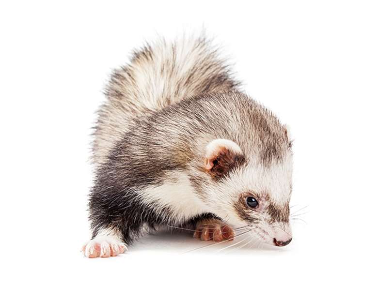 The Ferret: Sniffing out stories that have gone to ground. Picture: adogslifephoto/Adobe Stock