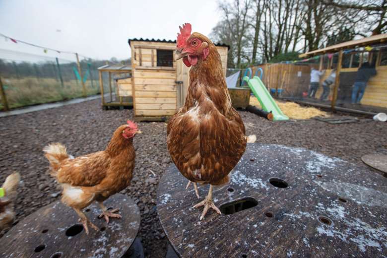 Caring for ex-battery hens is among the intergenerational work of charity Kibble