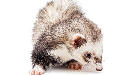The Ferret: sniffing out stories that have gone to ground. Picture: ADog'sLifePhoto/Adobe Stock
