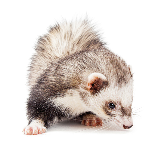 The Ferret: sniffing out stories that have gone to ground. Picture: ADog'sLifePhoto/Adobe Stock